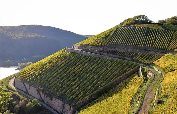 Steillagen am Rüdesheimer Berg